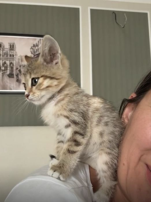 Котята ищут  дом