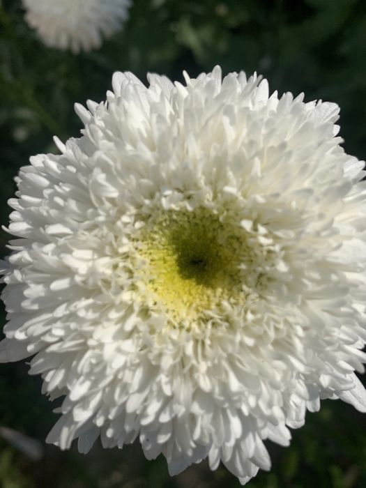 Продам морозник, садовые многолетние цветы