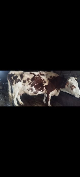 Продаются коровы