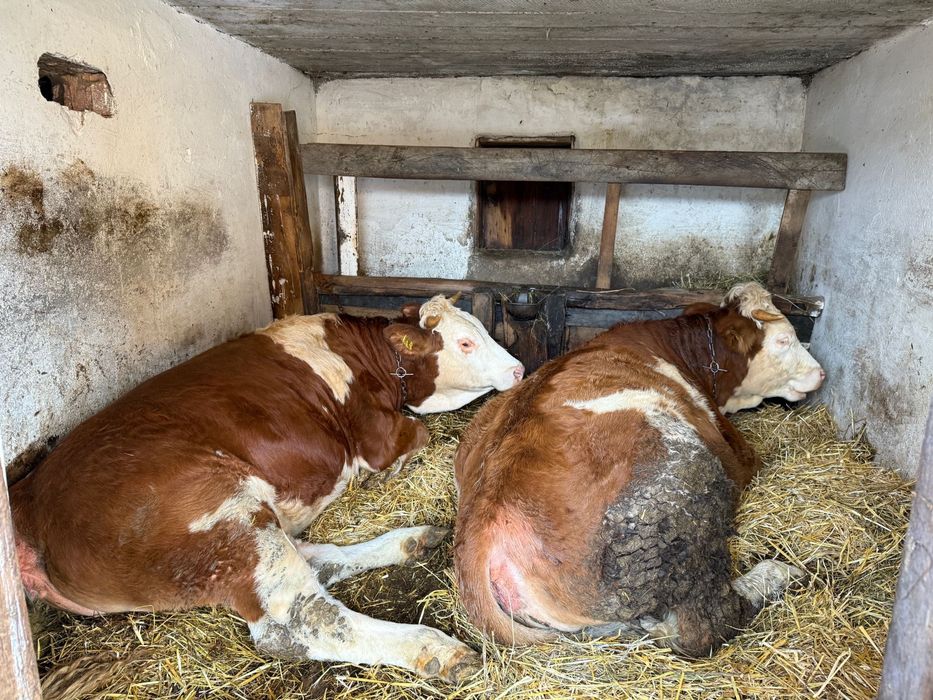 Juninci baltate de vanzare