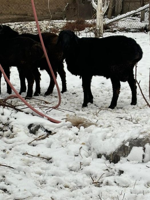 Тоқты қошқарлар