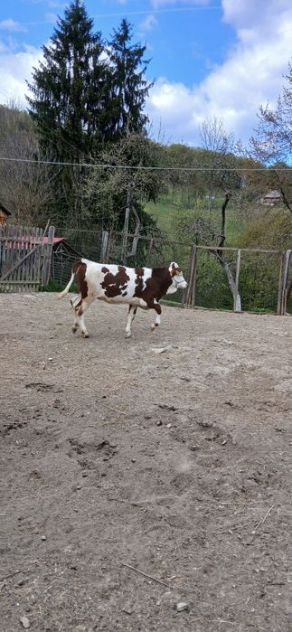 Vitele Baltata Romaneasca