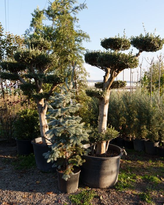 Maslin secular/ maslin bonsai de vanzare/ plante ornamentale