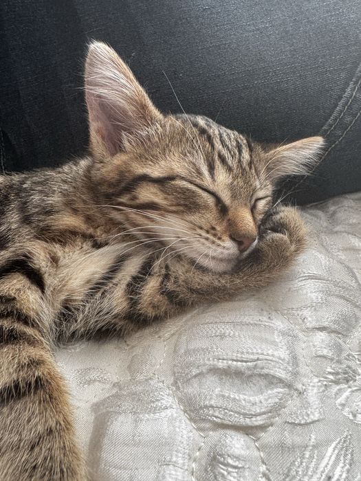 Котенок, девочка, вакцинирована