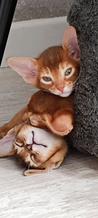 Абиссинские котята