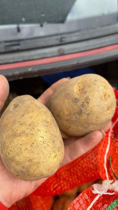 Продам картофель