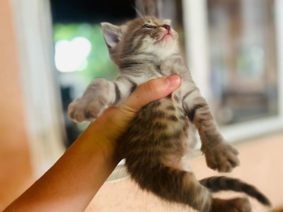 Отдам котят в хорошие в добрые руки