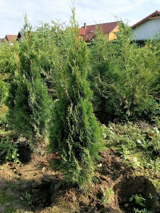 Tuia smaragd en gros