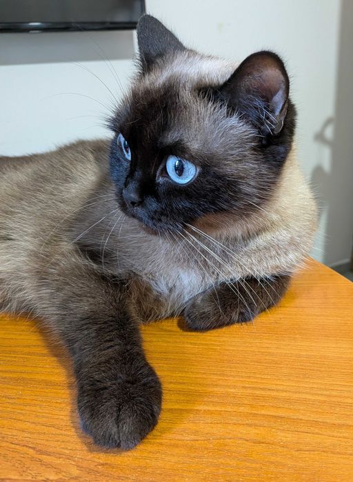 Подарявам котка, сиамка на 4 год.