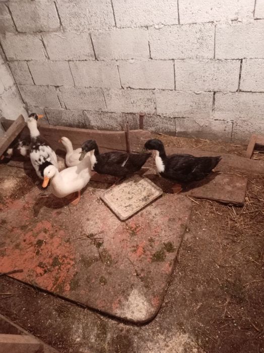 Продам утят 1,5месячных