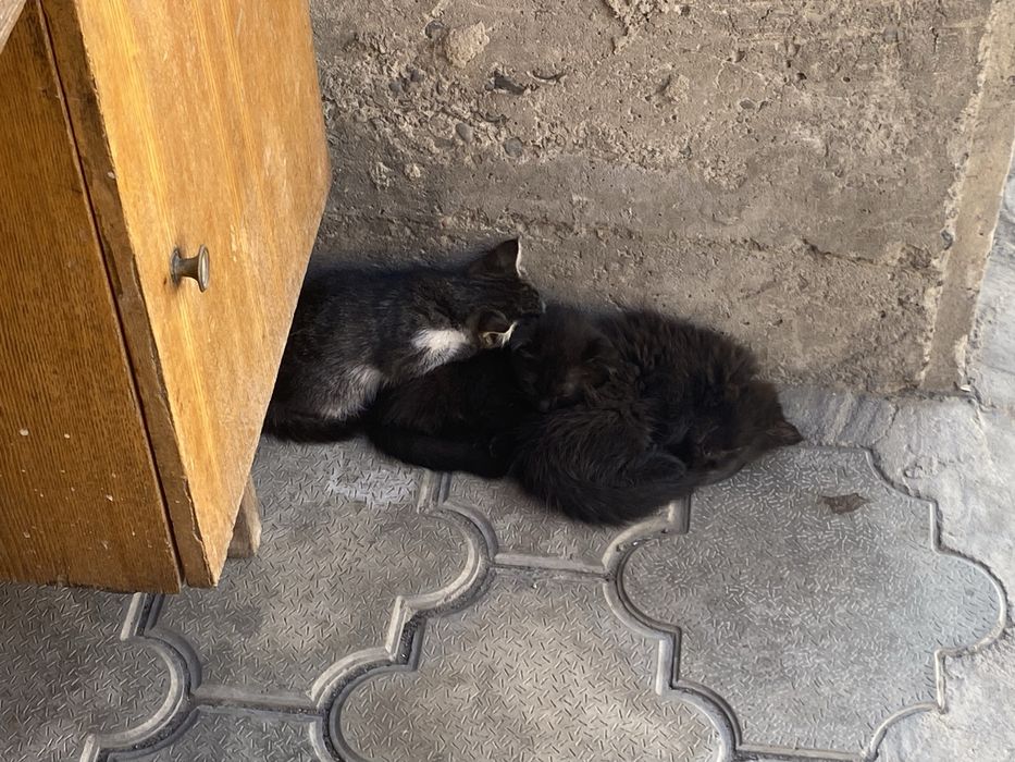 кошки в добрые руки