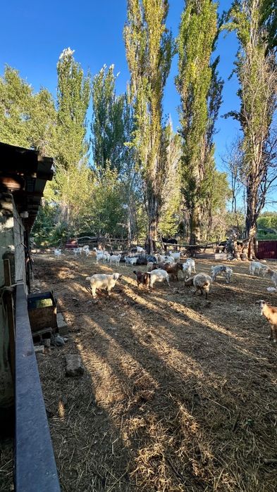 Продам фазенду, откорм базу