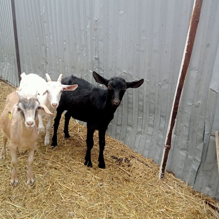 Продам  альпийского  козлёнка