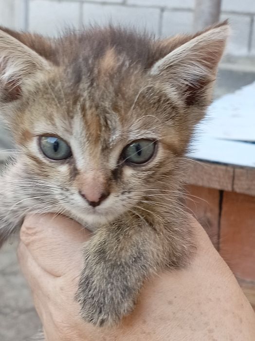 Отдам котят в добрые руки