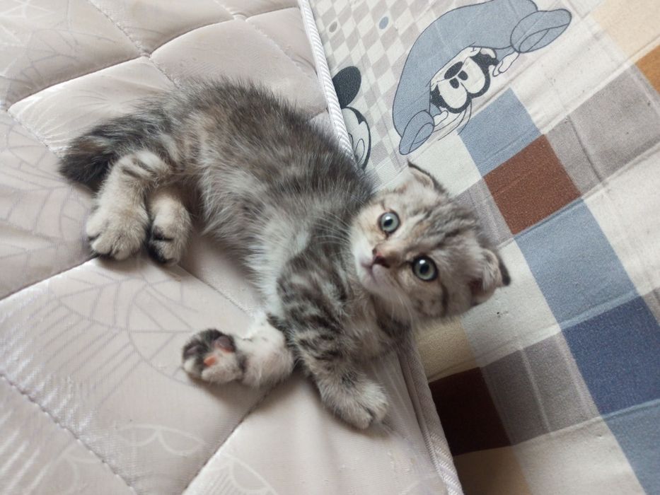 Плюшевые котята Скоттиш-Фолд (метисы шиншиллы). Очень игривые!