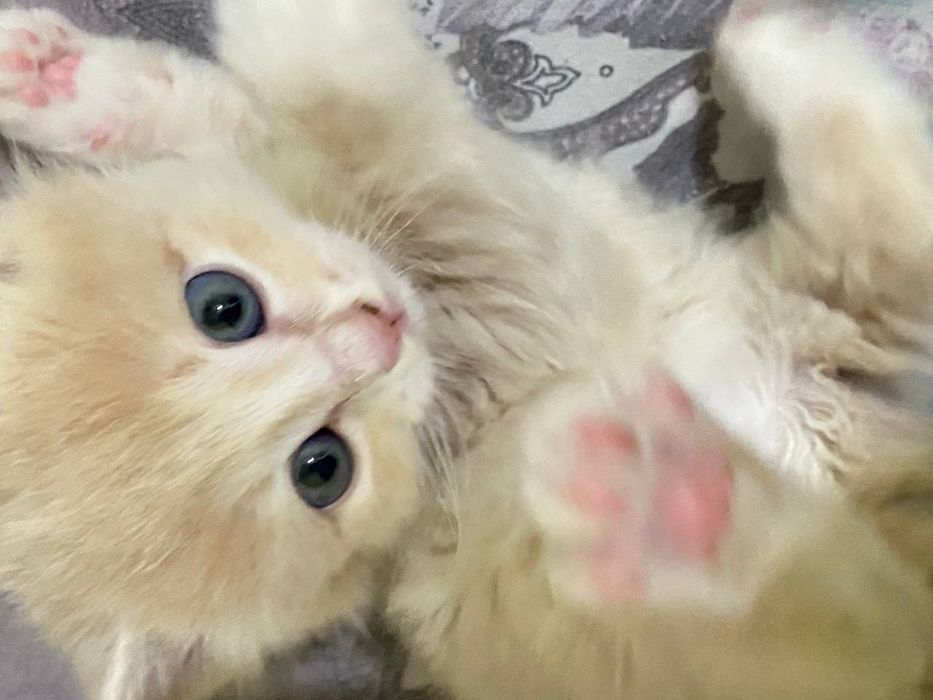 mushukcha british fold