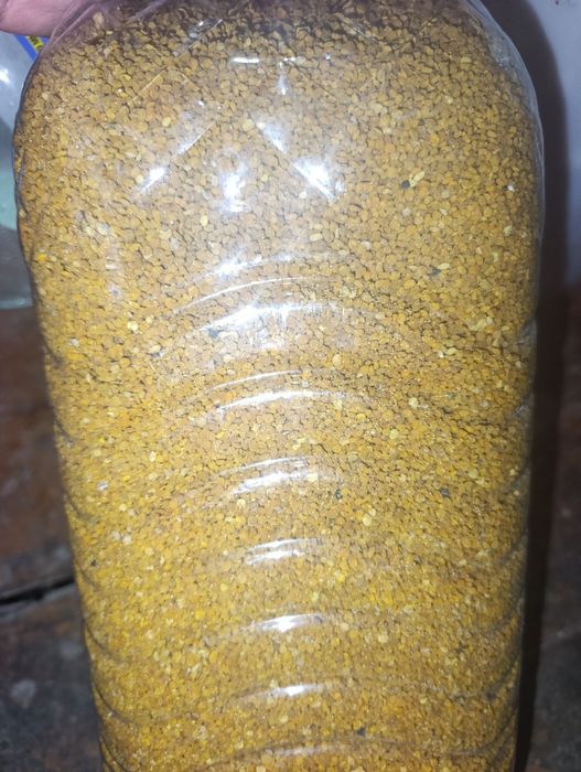 Asalari gulchangi sotiladi