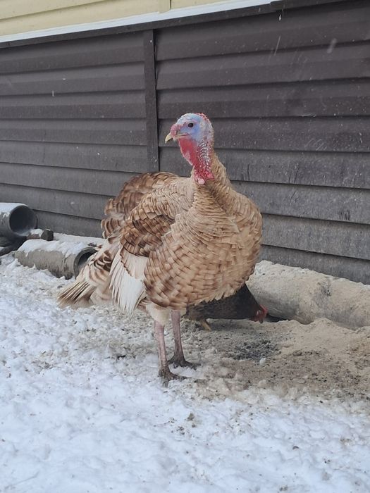 Продам индюков. Күрке тауық сатамын.