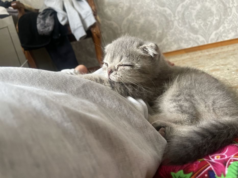 Вислоухий шотландский котенок