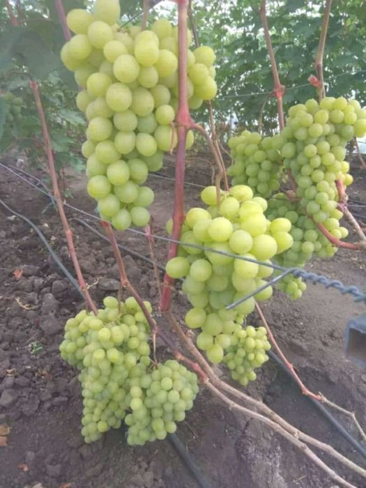 Butasi de vită de vie