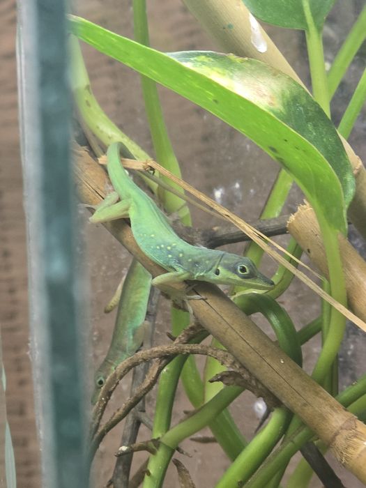 Anolis roquet macouba