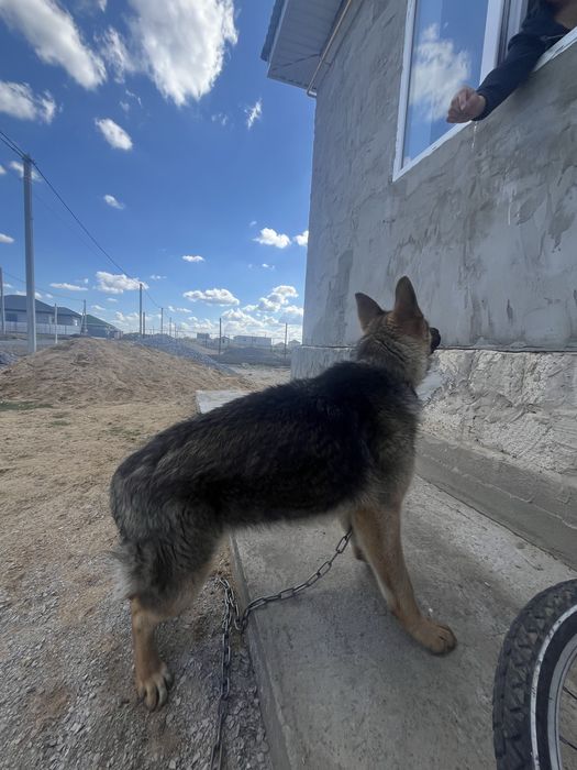 Продам собаку