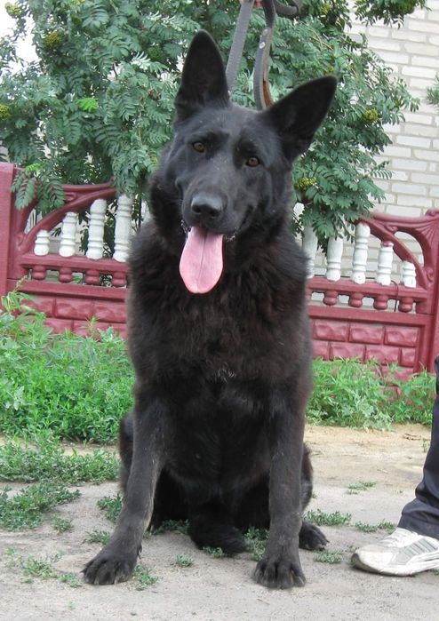 Восточноевропейская овчарка