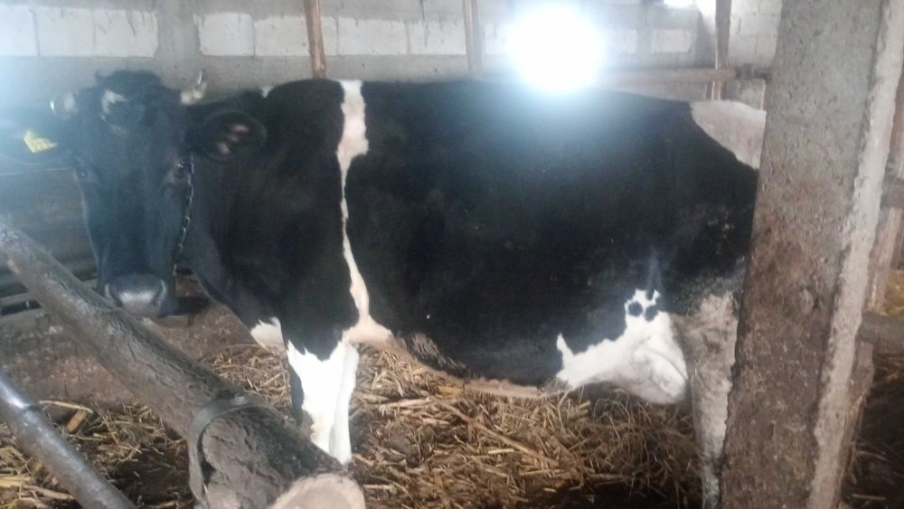 Vând doua vaci bune de lapte