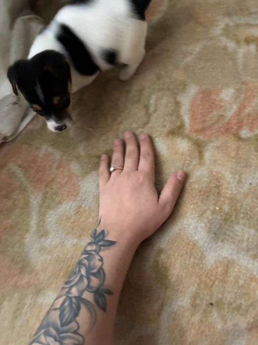 Продавам джак ръсел