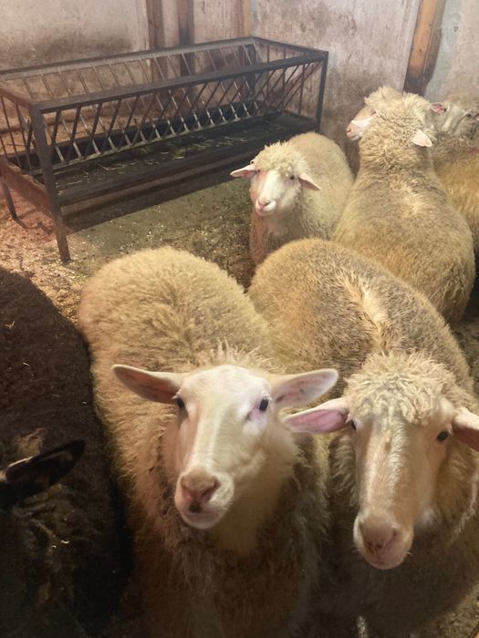 8 заплодени дзвиски