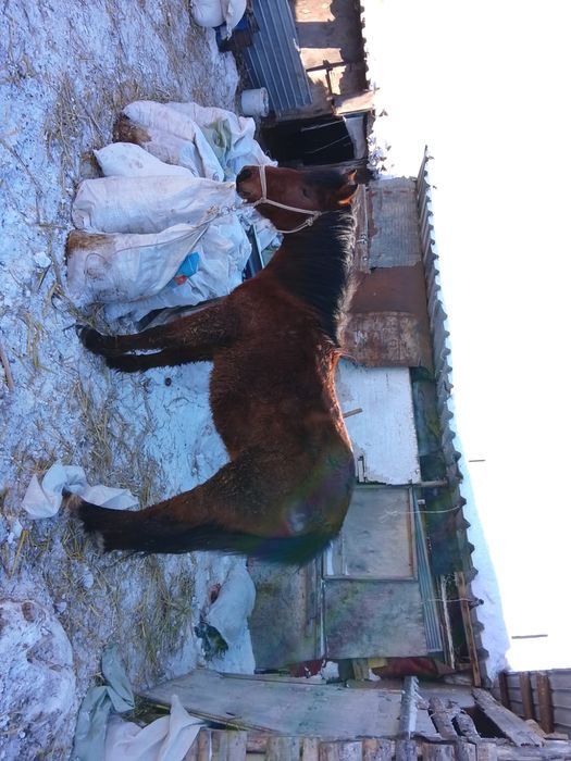 Қүнан сатылады 3-жасар