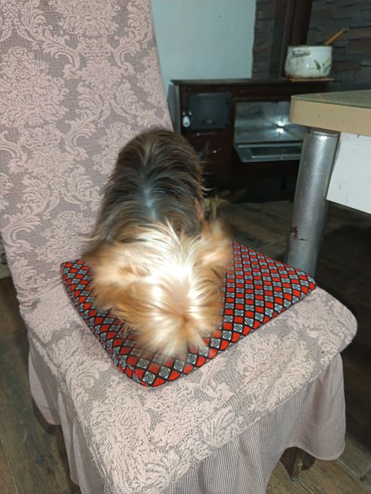 Vând câine de rasa