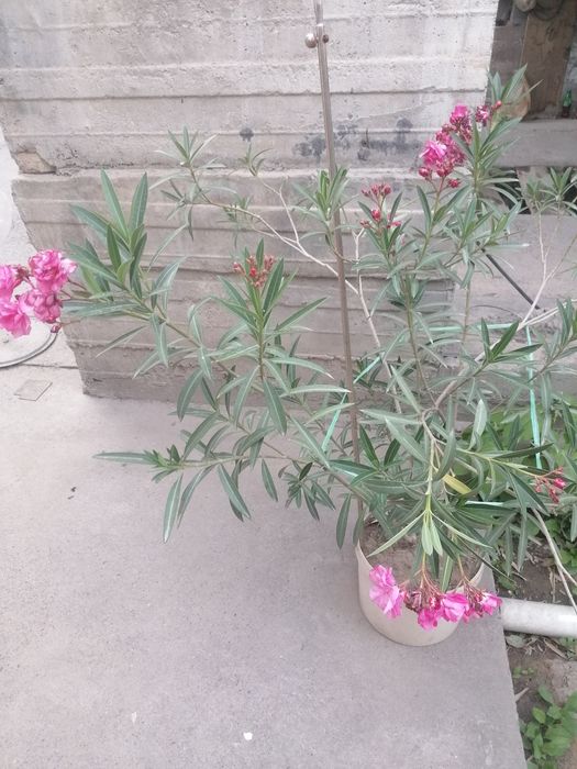 Цветущий розовый олеандр