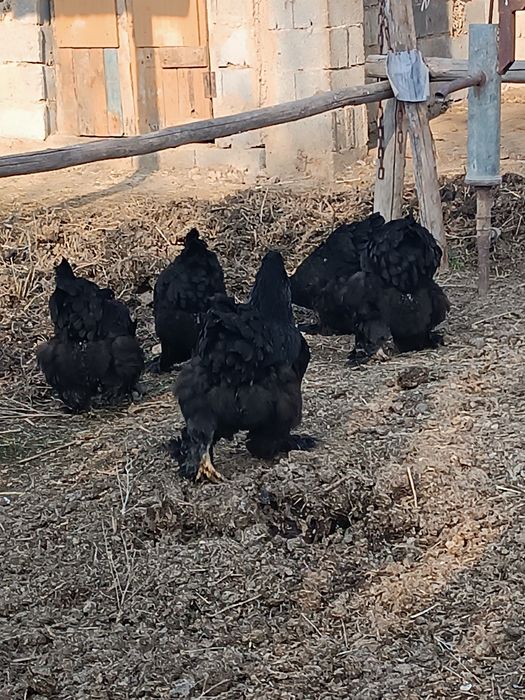 Продам  кур породы брама