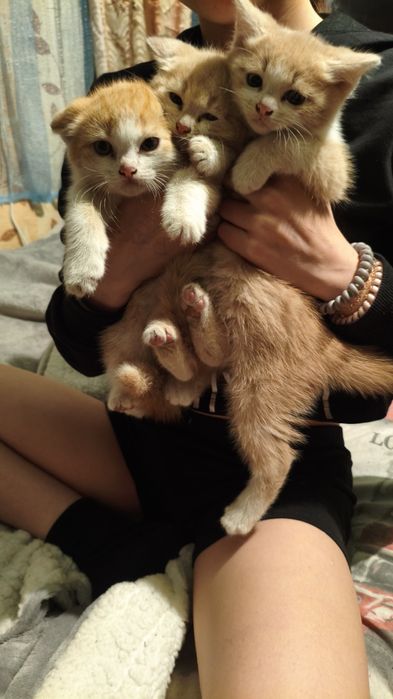 Отдам котят все мальчики