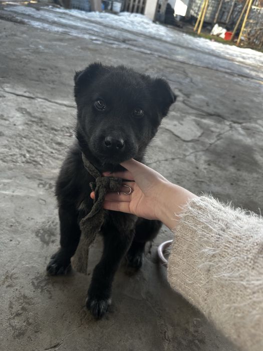 Щенок / Кушик Овчарка(метис)