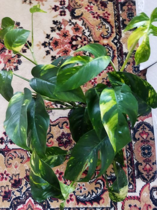 Комнатные цветы продам