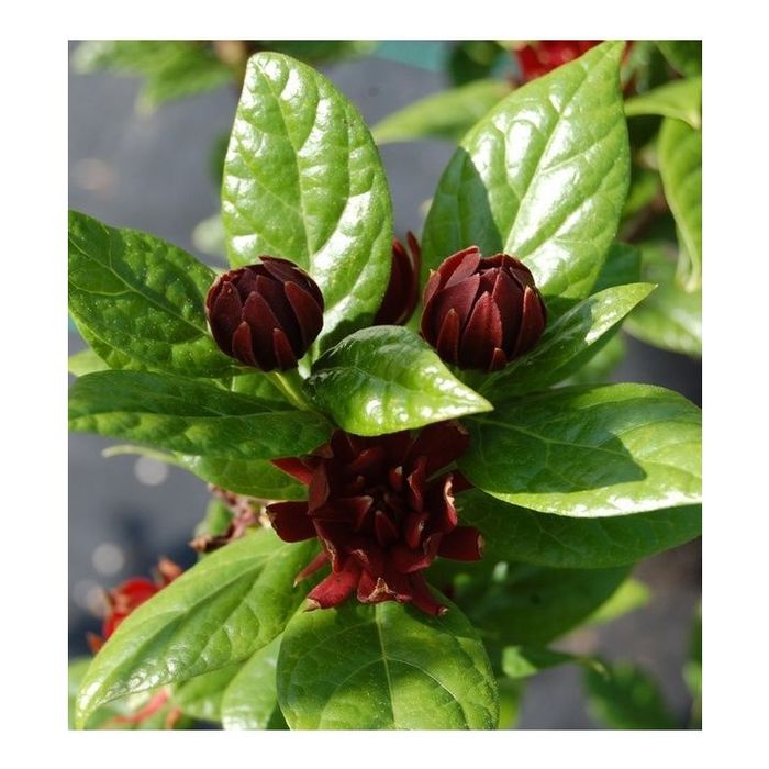 Каликантус (червен)