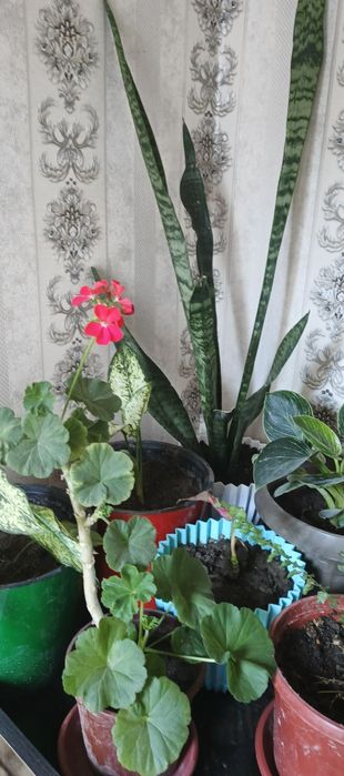 Гуллар сотилади хар хил размерда ва Хар турда