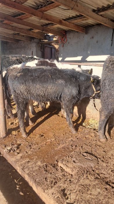 Продаёться бычки