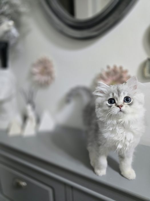 Pui pisică british longhair