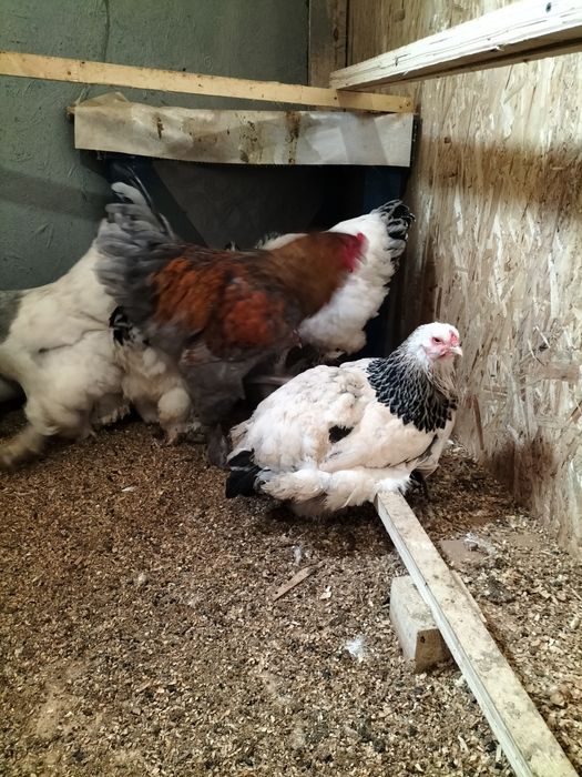 Продаю куры брама