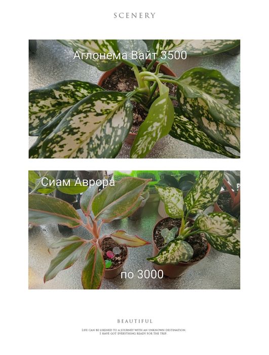 Распродажа комнатных растений.