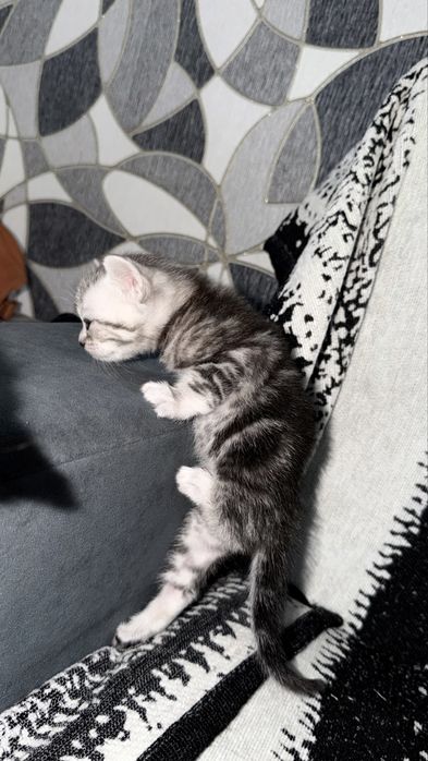 Котята Актобе скоттиш фолд