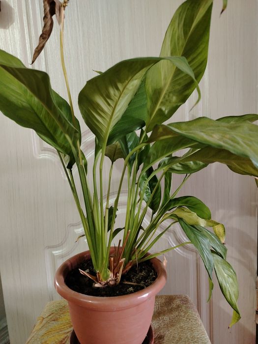 Комнатные цветы.