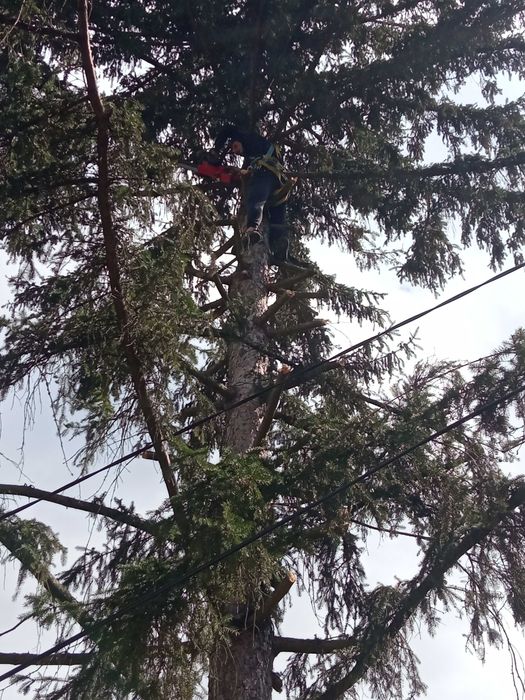 Рязане на опасни дървета,Кастрене,Косене