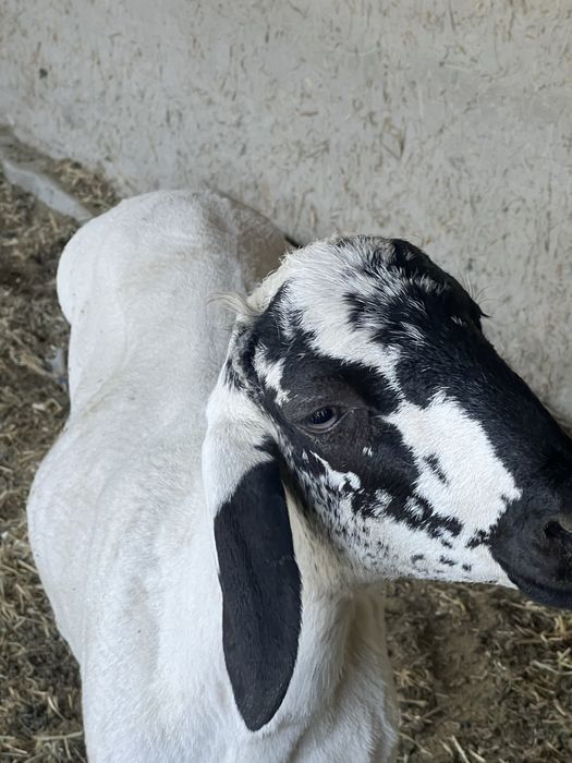 Qo’chqorla sotiladi yoshiga tòlmagan 8 oylik