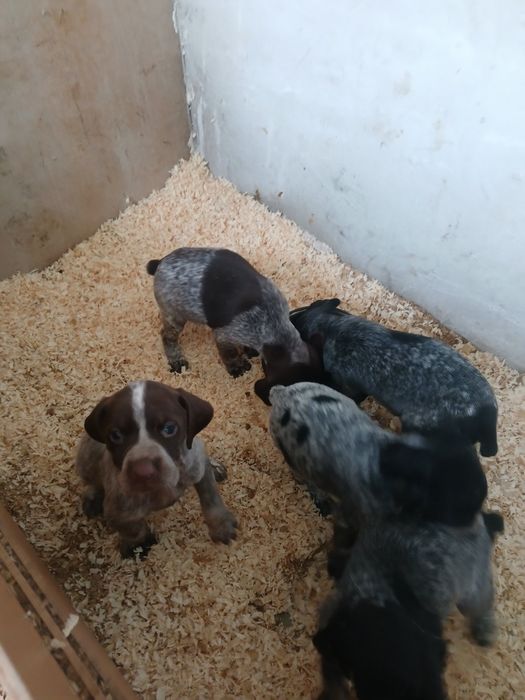 Продавам малки курцхари