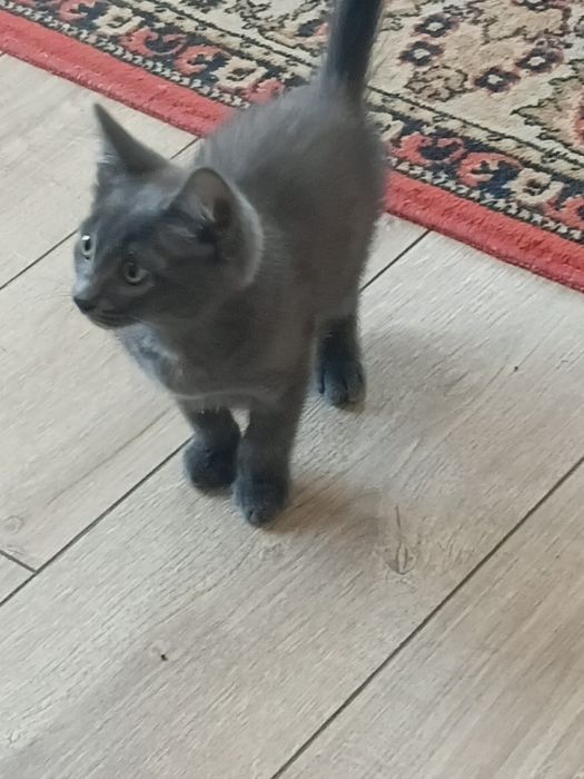 Отдадим котенка в добрые руки