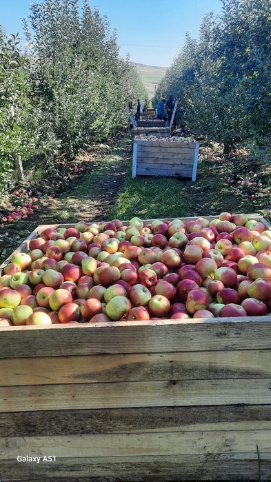 Vând Mere Falticeni